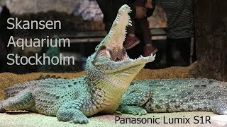 Skansen Aquarium, Stockholm - Panasonic Lumix S1R 4K60p samples