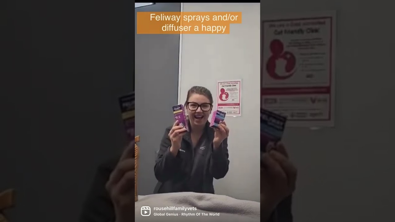 5 tips for reducing stress in cats