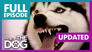 The Demon Husky: Diesel | Full Episode | It's Me or The Dog (Updated)
