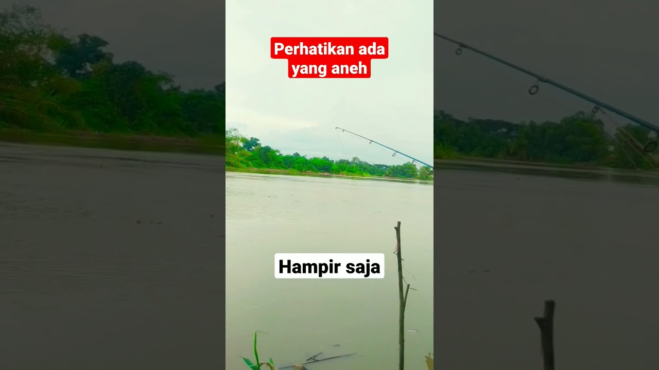 mancing ikan besar telat dikit begini jadinya di muara sungai 