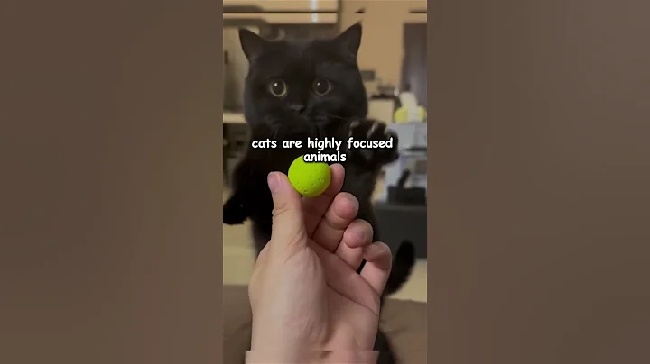 Reasons Your Cat Ignores You!  #cat #catinfo #cats #catshorts #catvideos