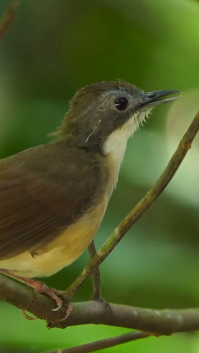 burung pelanduk ekor pendek super gacor