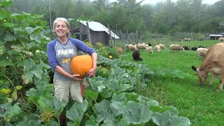 The Pumpkin Patch at Meadows Bee Farm