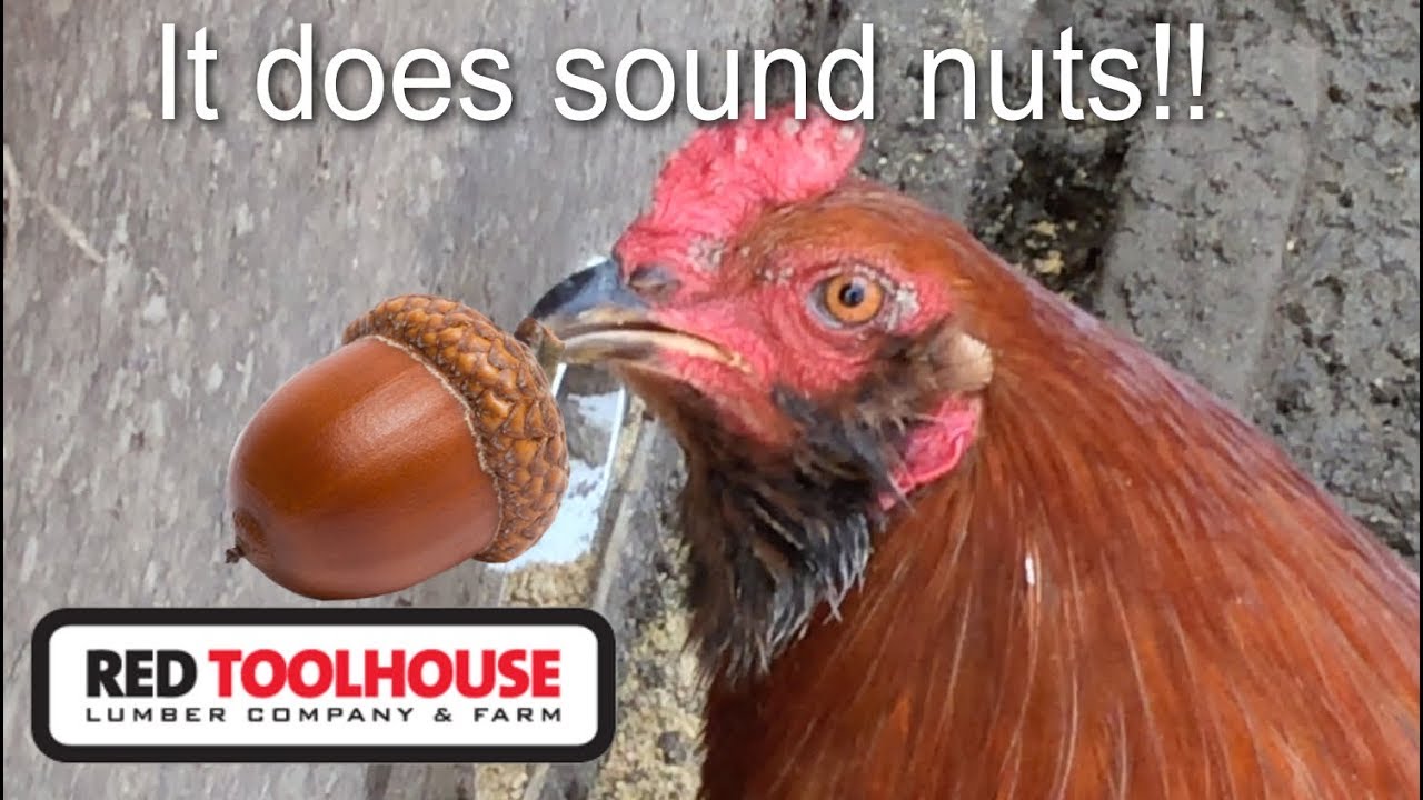 EP48 How to feed acorns to chickens YouTube