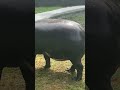 КАРЛИКОВЫЙ БЕГЕМОТ