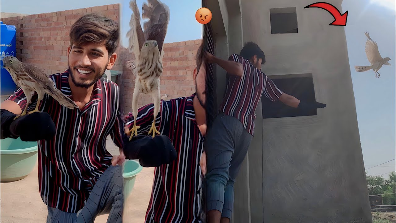 Hand Tame Kerty Hovy Shikra Urh Gya💔|| Hammad Pet House