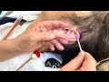 【床屋の耳掃除】4ヶ月ためた男性モデル　おばあちゃん　2023.1