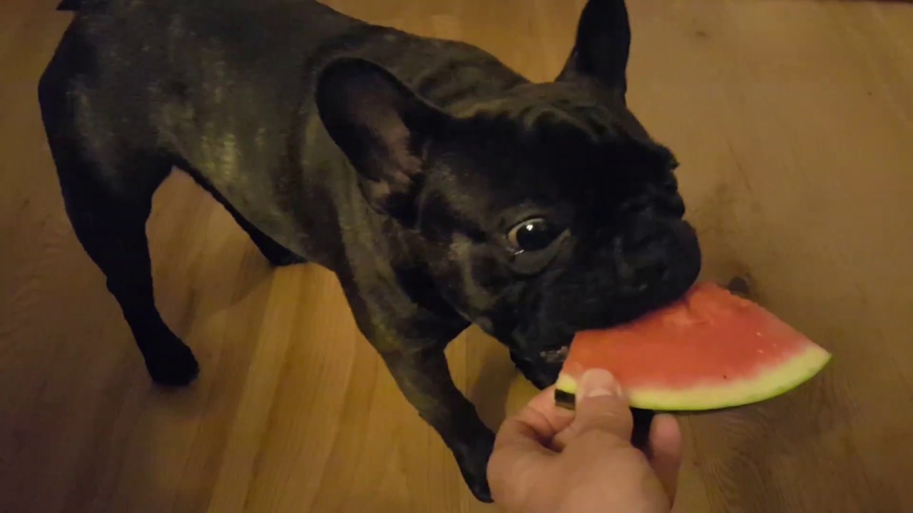 French Bulldog Watermelon slice YouTube