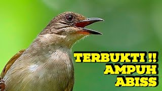 PANCINGAN KAPAS TEMBAK GACOR ROLL SUPER PANJANG❗️KAPAS TEMBAK GACOR LAGU DAN TEMBAKAN MEWAHHHH