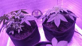 Budget Bagseed Closet Grow Day29...I'll edit in the future I SWEAR