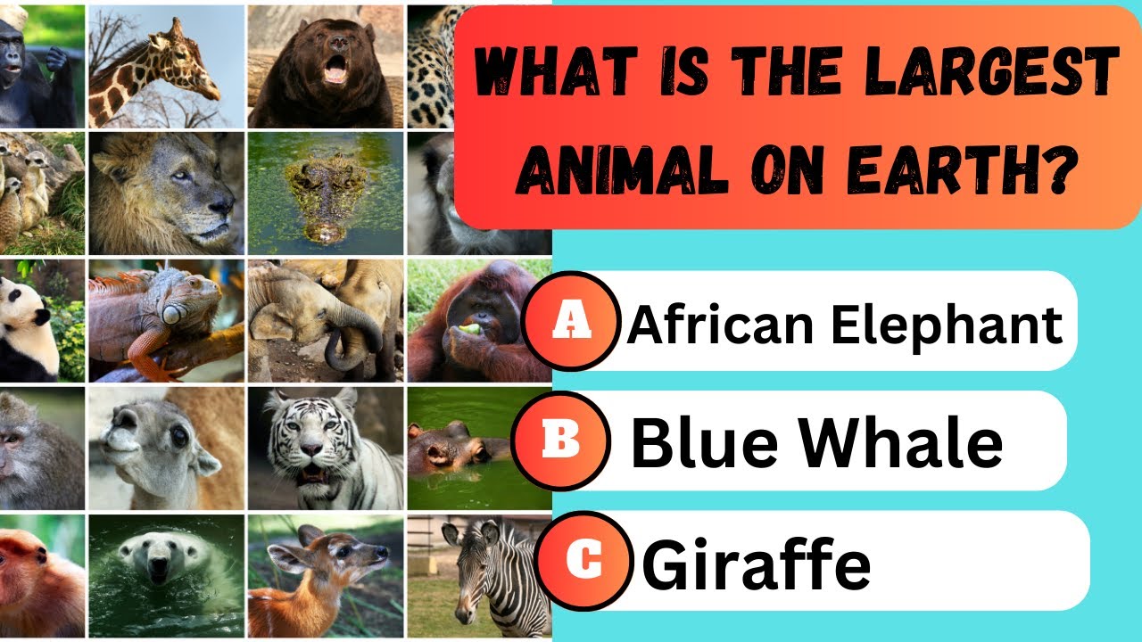 General Knowledge Quiz | 50 QUESTIONS |MULTIPLE CHOICE - YouTube