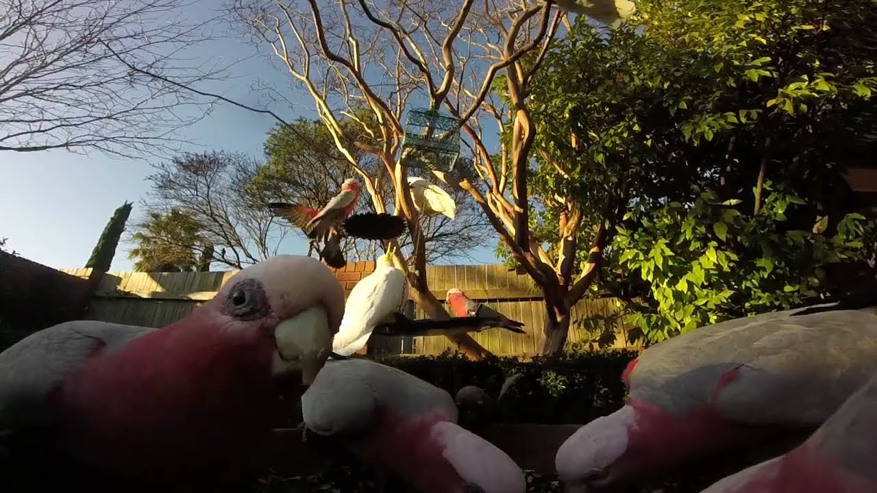 🅾🆉 🅱🅸🆁🅳🆂  - Backyard Birds