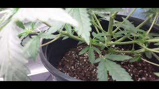 3 Spider Farmer SF1000's