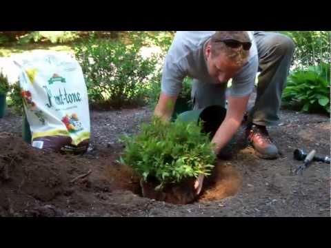 how-to-plant-a-shrub