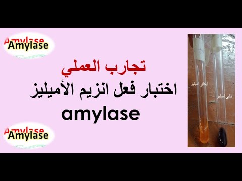 تجربة إختبار فعل انزيم الأميليز  amylase