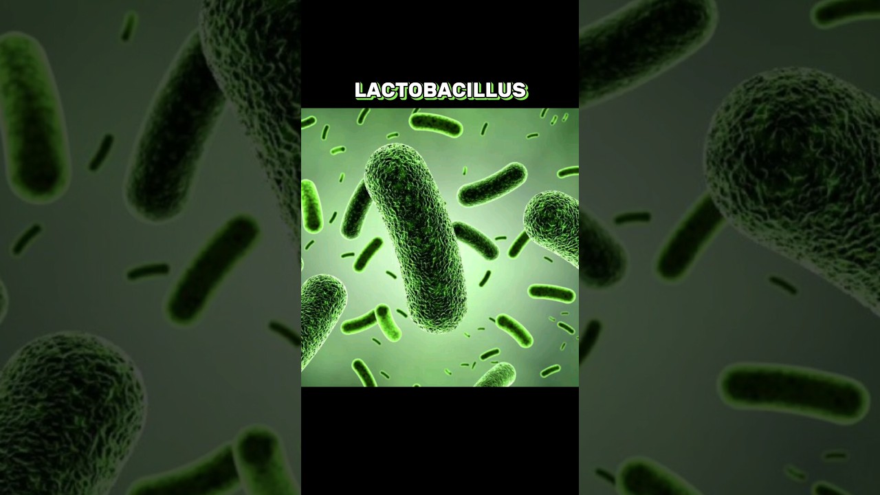 LACTOBACILLUS 