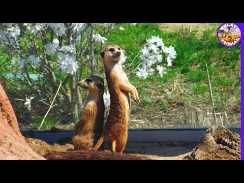Vídeo: Os javalis e os suricatos são amigos?