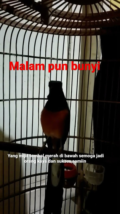 ocehan murai batu malam hari,, bikin emosi murai lain