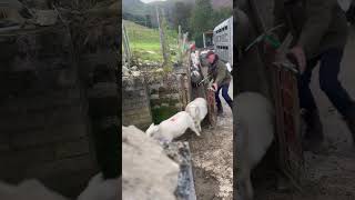 Great Workout With Sheep . #Youtubeshorts #Farming #Sheep #Food #Viralshortvideo