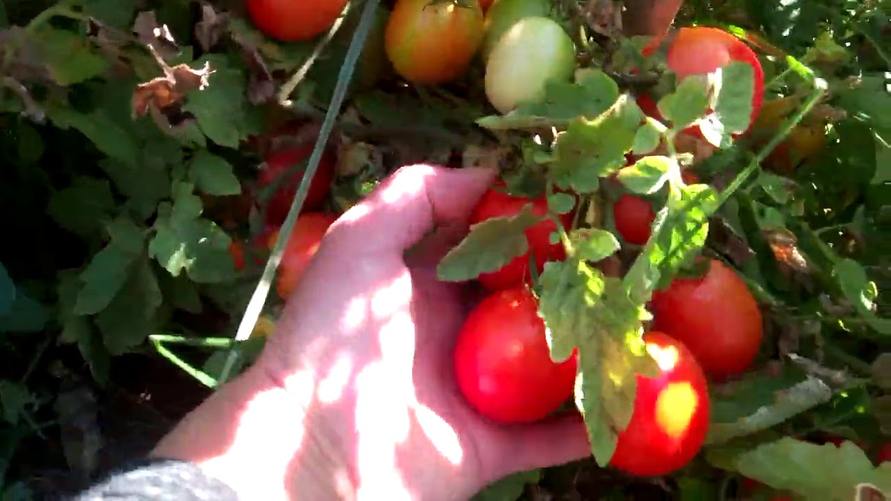 Köyüme gittim 😊sebzeleri gezdim topladım🥒🍆yedi kardeşleri gördüm topladım😊🙋