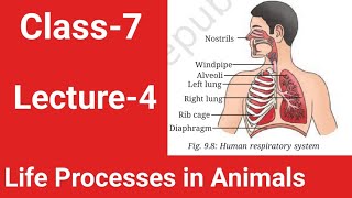 ||Class-7||Science||Life Processes in Animals||