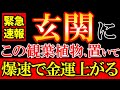 【※今すぐ確認して下さい⚠️】玄関に絶対置くべき最強の観葉植物10選✨ 置くだけで、怖いほど一気に金運が爆上がりします。