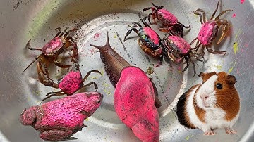 bé gạo lái công nông đuổi theo con ếch con rùa con cua  robot