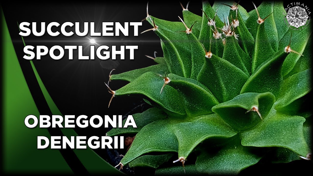 Succulent Spotlight - Obregonia Denegrii | 