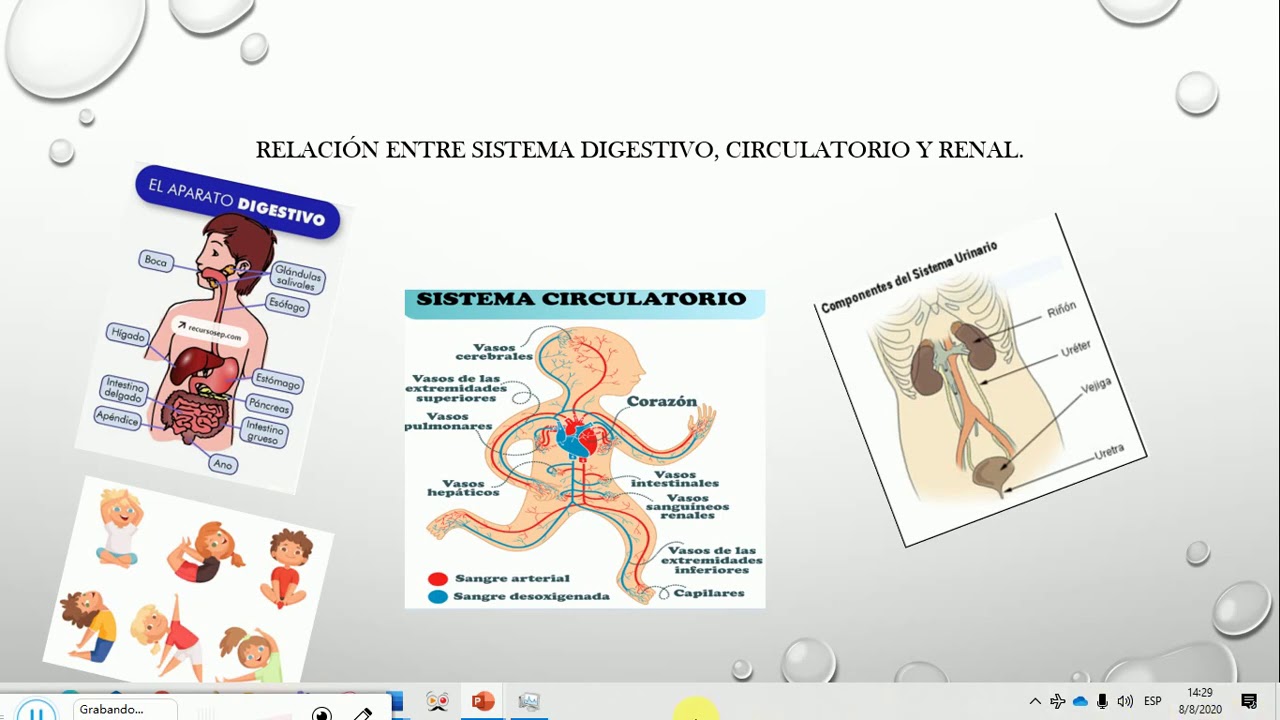 Relación entre sistema Digestivo, Circulatorio y Renal (Video#1). - YouTube