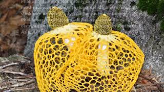 Nadir sarı mantar            فطر أصفر نادر   الخيزران         Rare yellow mushroom