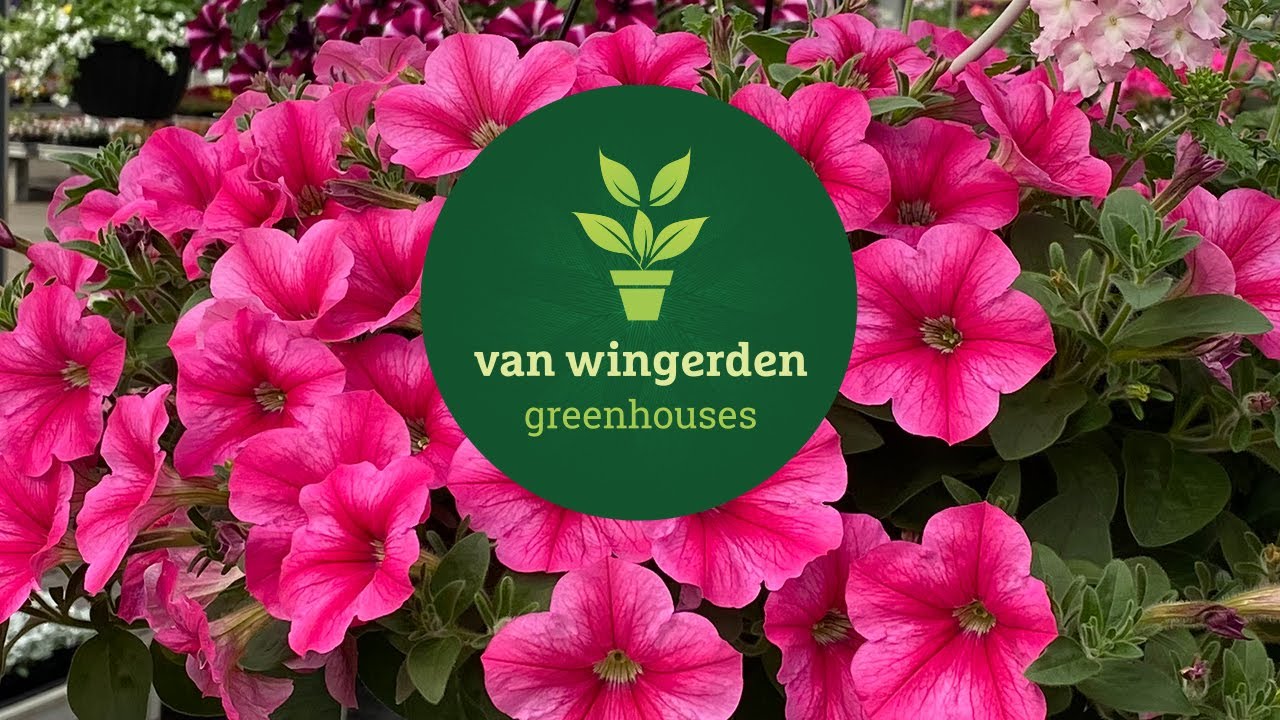 Wholesale Availability - Van Wingerden Greenhouses