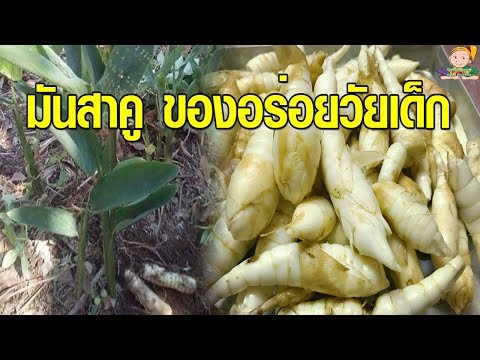 วีดีโอ: สาคูหลายหัว - สาคูสาคูสองหัวต้องทำอย่างไร