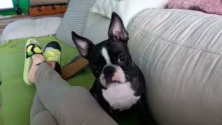 The Boston Terrier Frida asks to sleep between  mother's legs. This is her favorite 'bed'