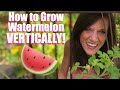 How to Grow LOTS of Watermelon - Vertically on a Trellis - in Garden Beds & Containers! 🍉🌱