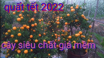 Cần bán vườn quất tết 2022 cây siêu chất, bán quất cảnh tết 2022 giá mềm, giá quất tết 2022 tại vườn