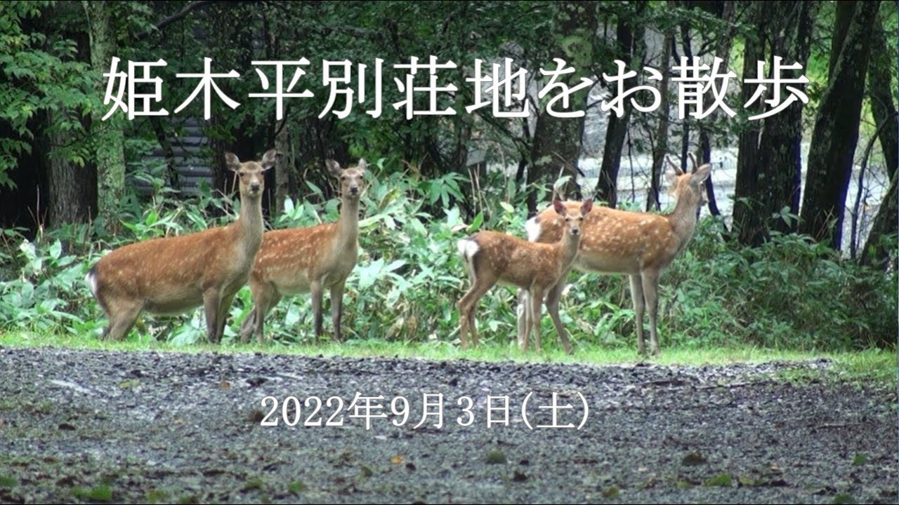 姫木平別荘地をお散歩－2022年9月3日(土)
