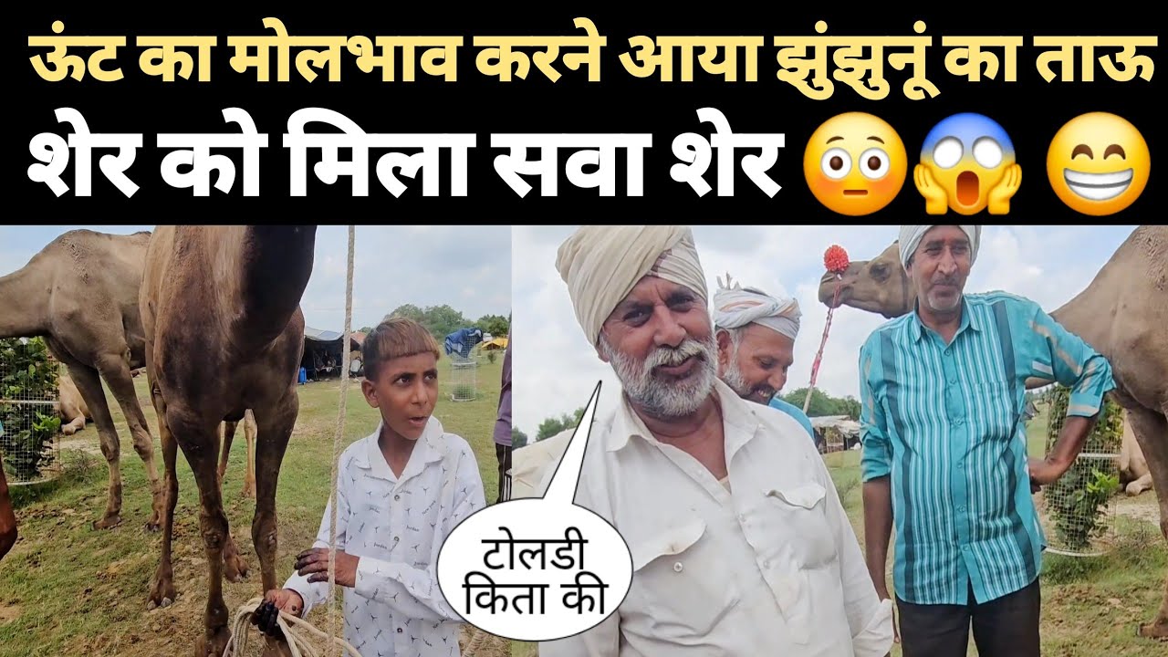 ऊंट का मोलभाव करने आया झुंझुनूं का ताऊ– शेर को मिला सवा शेर 