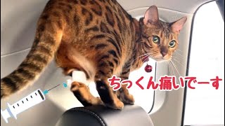 検査結果待ちの車内で大暴れする美猫さん