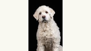 Portugisisk Vannhundportuguese Water Dog -Storm And Max Hundefoto - Dog Photo Slideshow