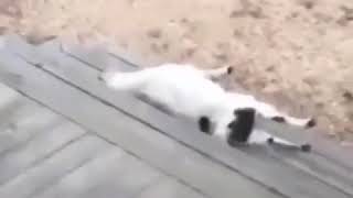 dog.exe is not responding