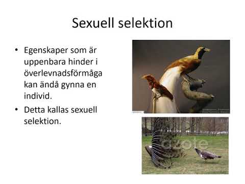 Video: Vilken Reproduktion Kallas Sexuell