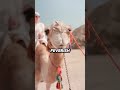 Why Camels Get Fed Snakes Why Camels Get Fed Snakes