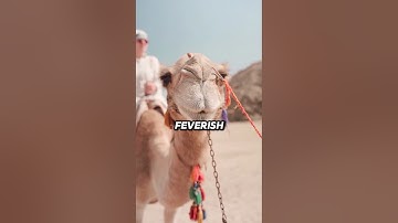 #effectking