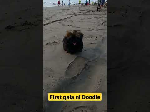 Video: Anjing Doodle Cutest di Instagram