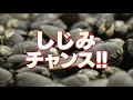 【作業用】しじみチャンス60分耐久動画