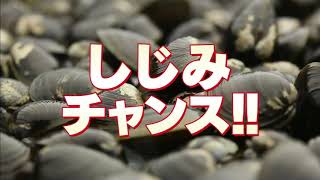 【作業用】しじみチャンス60分耐久動画
