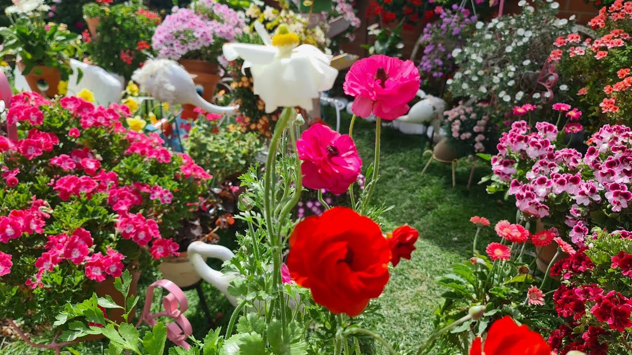 Flores de la planta ranúnculos. Sus bulbos lo sembré en invierno y me han florecido.🌹