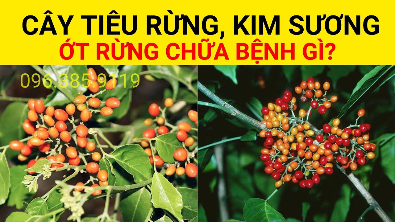 Cây Tiêu Rừng, Kim Sương | Ớt Rừng chữa bệnh gì? - YouTube