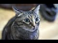 Funny Cats Malfunction 2015 [NEW]