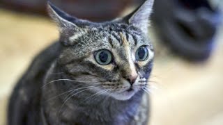 Funny Cats Malfunction 2015 [NEW]